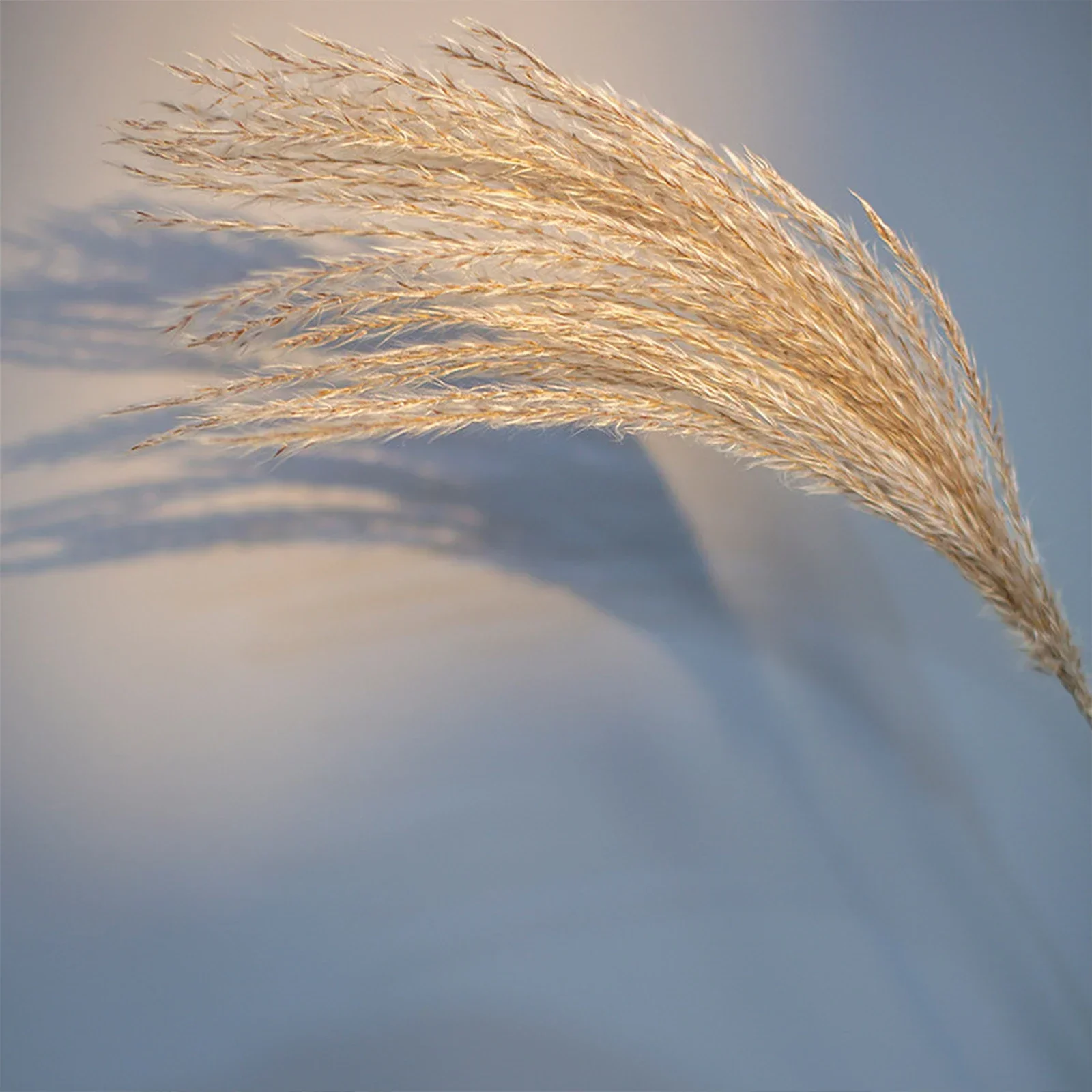Artificial Flowers Pampas Gras - đánh giá và giá Pampas Grass Decor