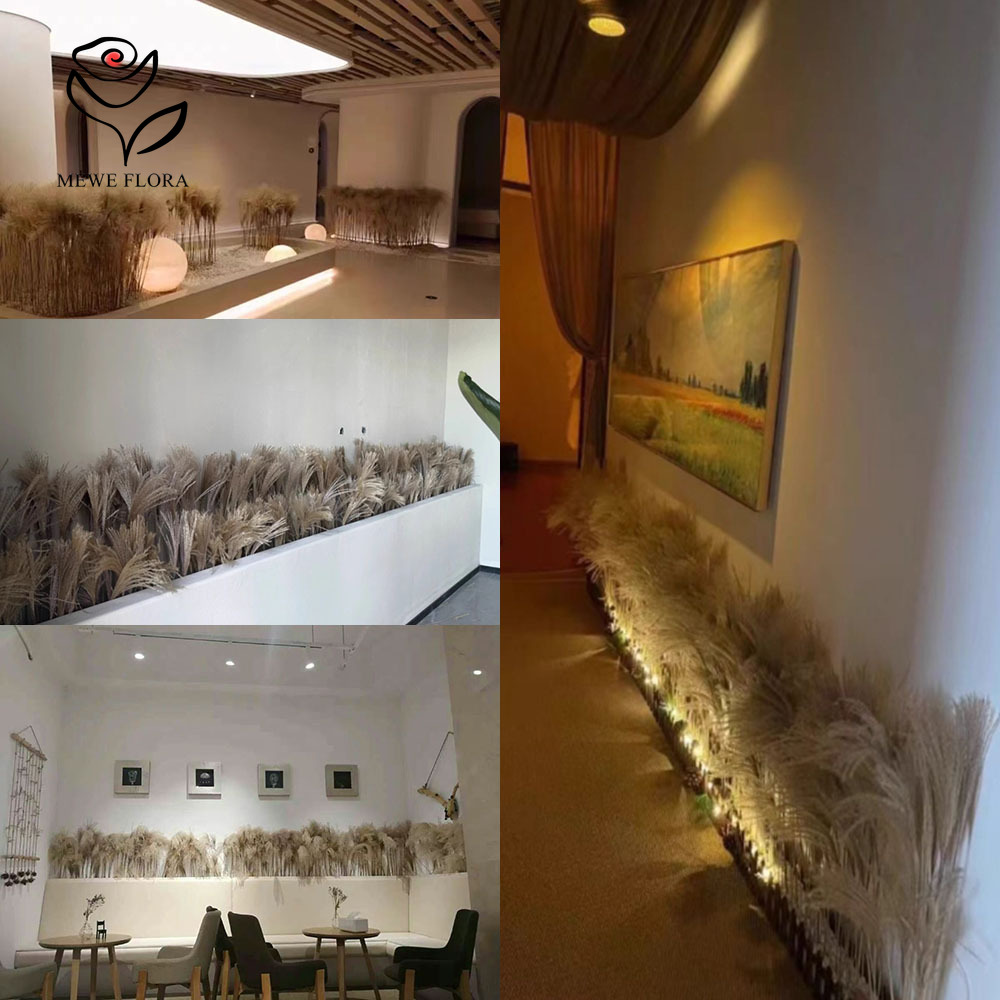 200PCS Natural Dried Fluffy Re - đánh giá và giá Pampas Grass Decor
