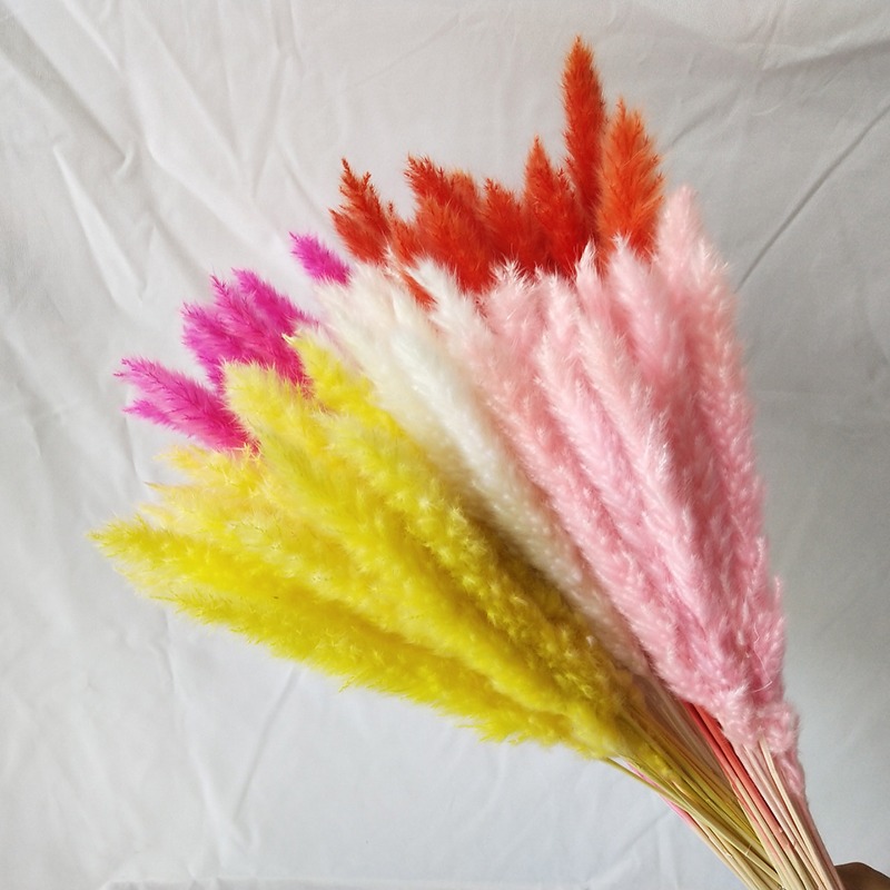 Natural Dried Pampas Grass Mul - đánh giá và giá Pampas Grass Decor