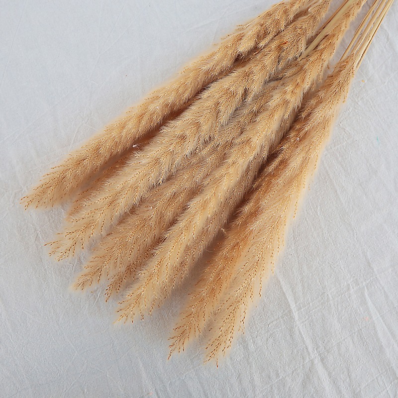 Natural Dried Pampas Grass Mul - đánh giá và giá Pampas Grass Decor