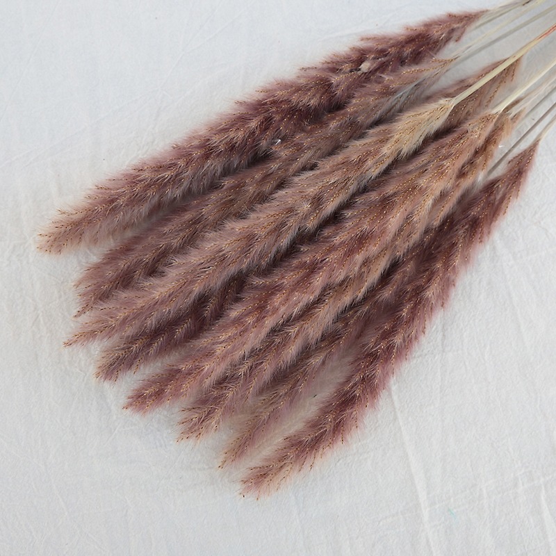 Natural Dried Pampas Grass Mul - đánh giá và giá Pampas Grass Decor
